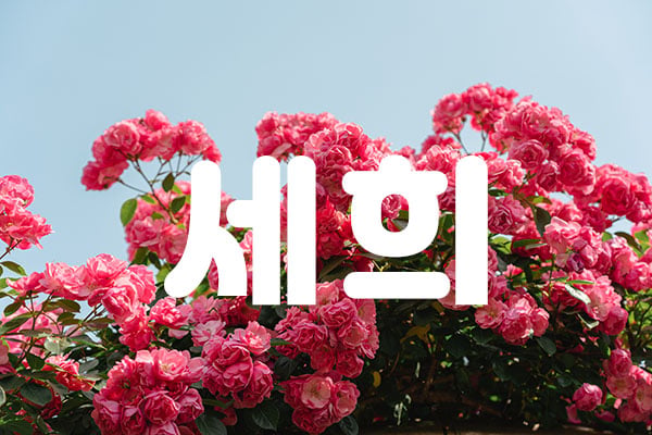대전.괴정동[세희]