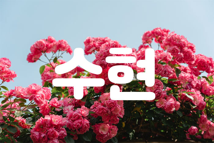 천안.성정1인샵[수현]